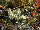 род Cladonia. Первичные и вторичные слоевища с апотециями. Западный Саян, Ергаки. Август 2007 г.