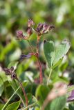 Sibbaldia procumbens. Соцветия и лист. Мурманская обл., Кольский р-н, окр. пос. Дальние Зеленцы, окр. Столбового озера, склон восточной экспозиции небольшой сопки, нивальная луговина. 03.08.2017.