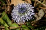 Globularia trichosantha