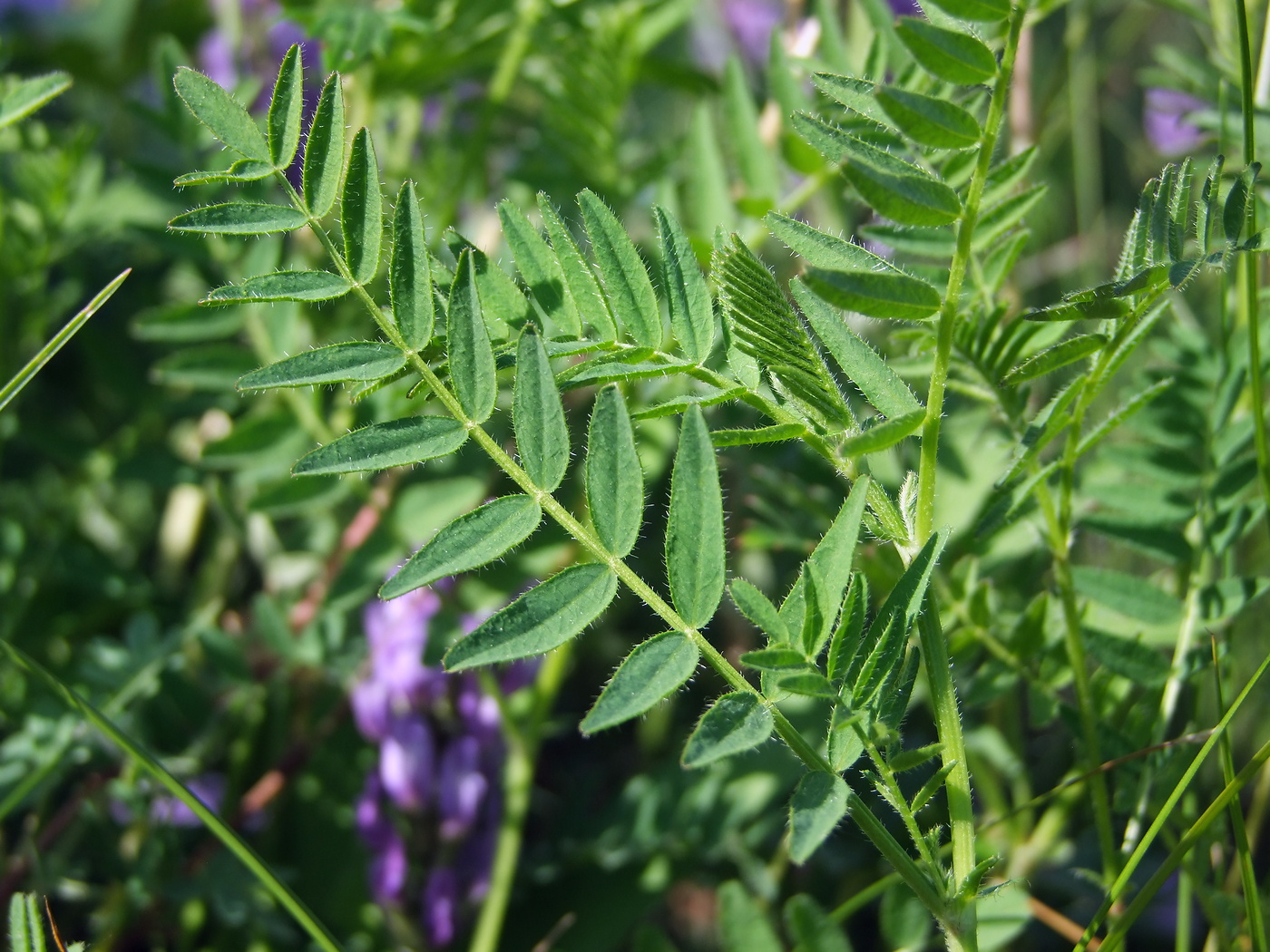 Изображение особи Astragalus danicus.