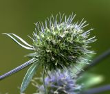 Eryngium planum