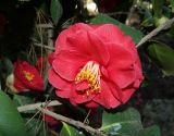 Camellia japonica