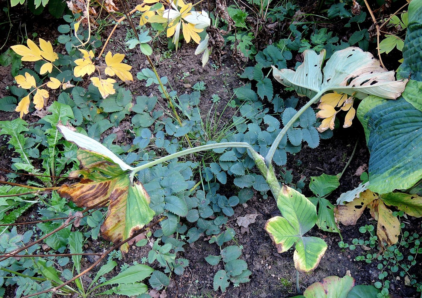 Изображение особи Arisaema triphyllum.