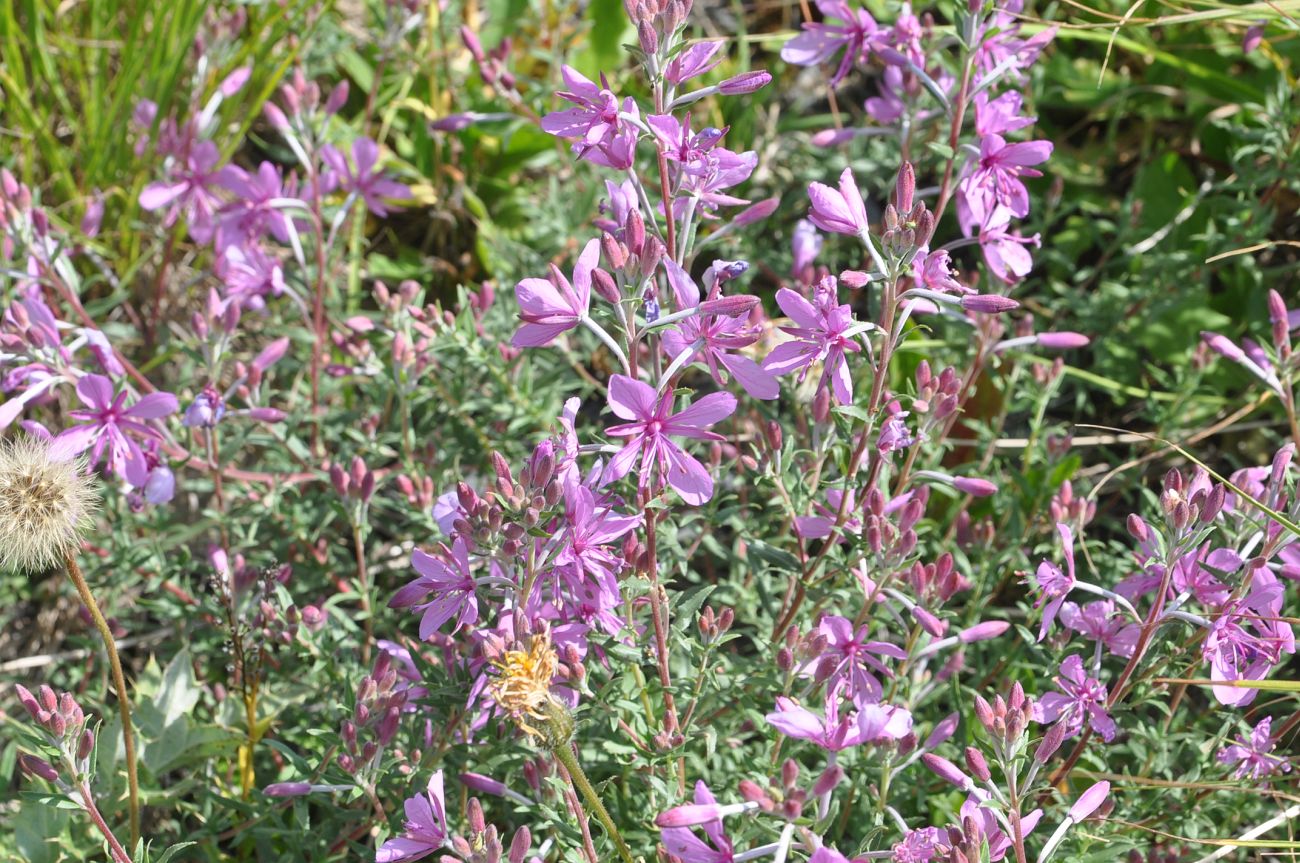 Изображение особи Chamaenerion colchicum.