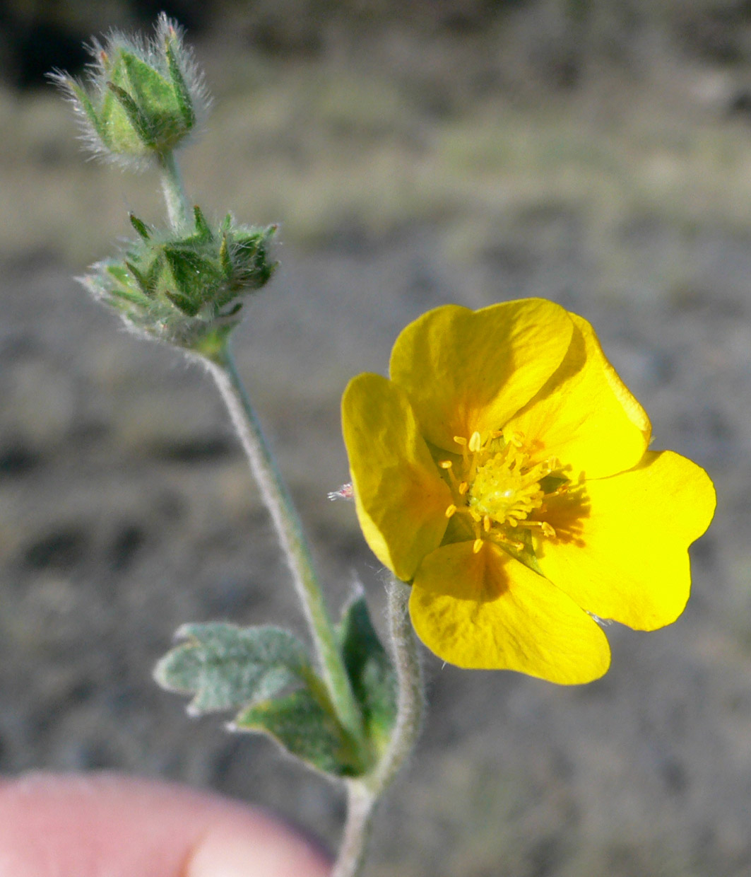 Изображение особи Potentilla nivea.