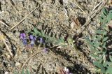 Oxytropis hirsutiuscula. Часть растения в цвету, распластанного на засолённом делювии. Таджикистан, Горно-Бадахшанская автономная обл., Мургабский р-н, окр. сельской общины (кишлака) Каракуль; Восточный Памир, денудационный шлейф западного макросклона Сарыкольского хребта, восточный берег оз. Каракуль; пояс полугидроморфных гемигалофитнозлаково-галофитноразнотравно-однолетнесолянковых солончаков на сползающих в озёрную котловину продуктах эрозии, выс. 3930 м н.у.м. 16 августа 2018 г.