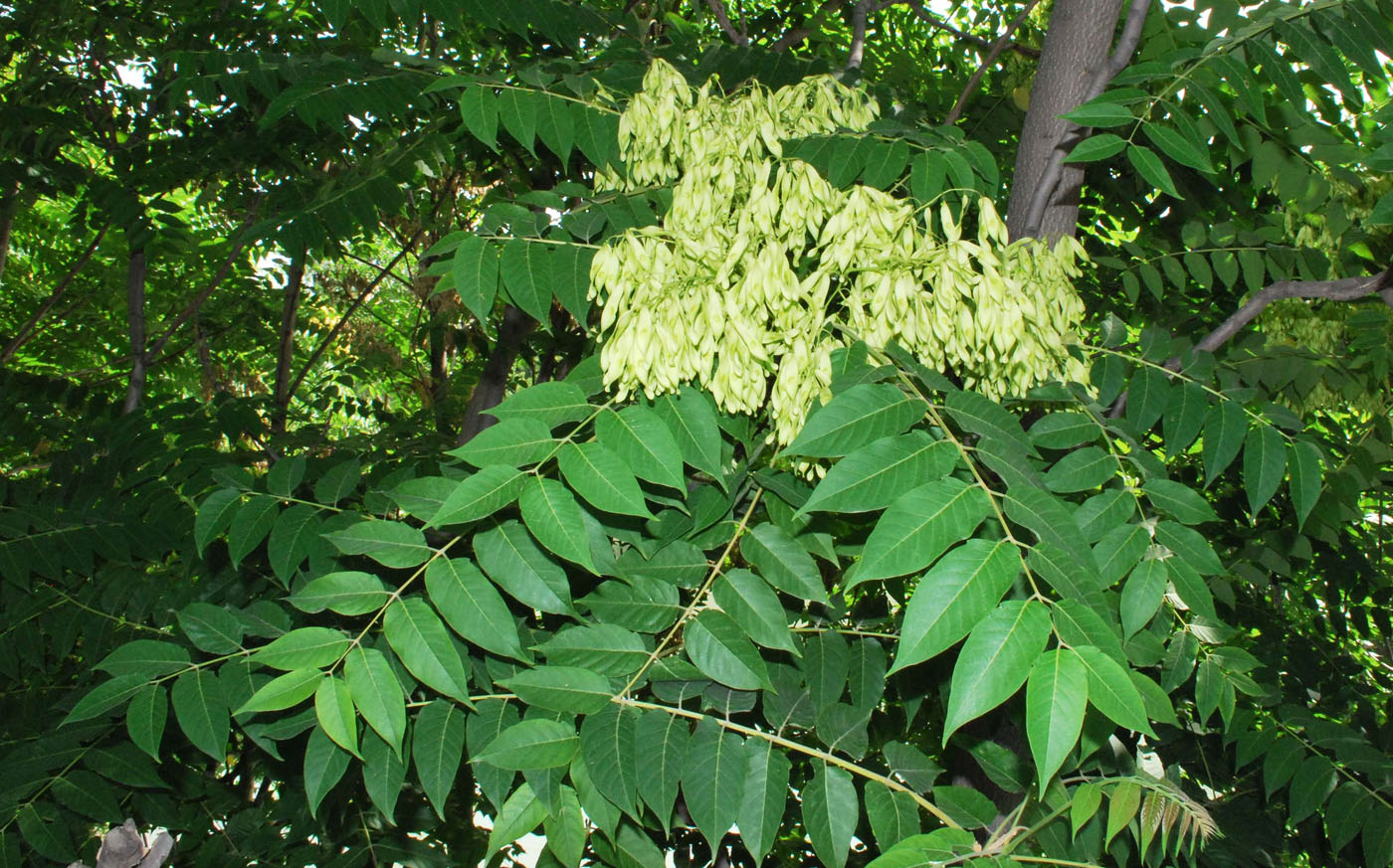 Изображение особи Ailanthus altissima.