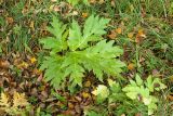 Heracleum mantegazzianum