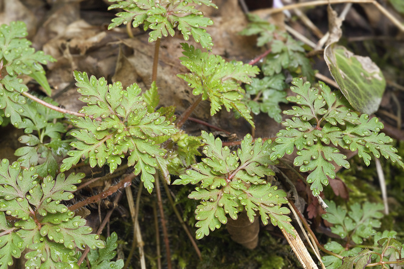 Изображение особи Geranium robertianum.