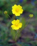 Potentilla stipularis