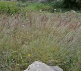 Andropogon distachyos