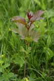 Viburnum opulus. Молодое растение на сухом пойменном лугу. Ленинградская обл., Лужский р-н, пойма р. Луга у дер. Кемка. 10.06.2010.