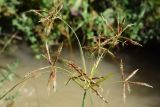 Cyperus rotundus