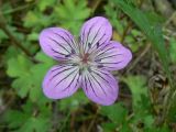 Geranium wlassovianum