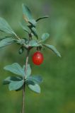 Lonicera microphylla