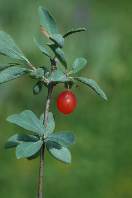 Изображение особи Lonicera microphylla.