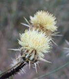 Centaurea reflexa