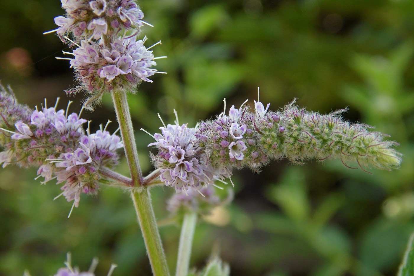 Изображение особи Mentha longifolia.