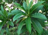 Plumeria разновидность acutifolia