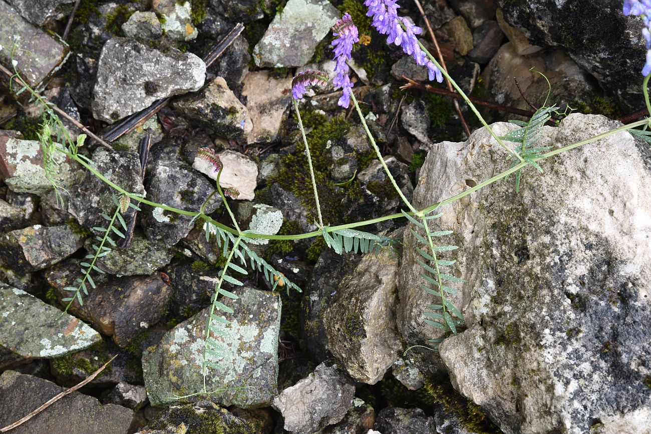 Изображение особи Vicia grossheimii.