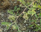 Astragalus contortuplicatus