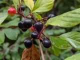 Frangula alnus. Часть ветви с плодами разной степени зрелости в каплях дождя. Тверская обл., Кимрский р-н, смешанный лес, возле лесной дороги. 08.08.2022.