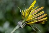 род Tragopogon