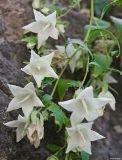 Campanula pendula. Верхушка цветущего растения. Ставропольский край, окр. г. Кисловодск, ущелье реки Берёзовки. 09.08.2010.