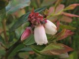 Vaccinium corymbosum. Соцветие. Нидерланды, провинция Drenthe, заказник Fochteloërveen, верховое болото. 18 мая 2008 г.