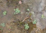 Ranunculus sceleratus. Вегетирующее растение. Окр. Архангельска, канава. 15.06.2011.