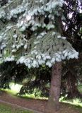 Picea pungens f. glauca