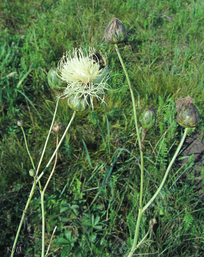 Изображение особи Rhaponticoides ruthenica.