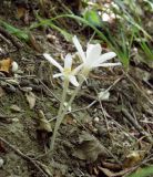 Colchicum umbrosum. Цветущее растение (белоцветковая форма). Краснодарский край, долина р. Жанэ, обочина тропы, археологический памятник \"Долина тысячи курганов\". 23.08.2013.