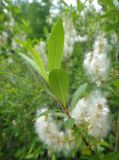 genus Salix