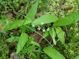 Smilacina trifolia. Цветущее растение. Иркутская обл., окр. залива Иркутского вдхр., сырой участок леса. 23.06.2013.