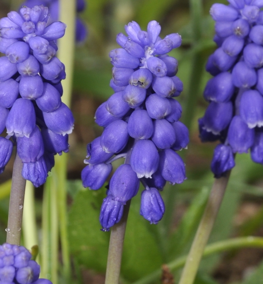 Изображение особи Muscari armeniacum.