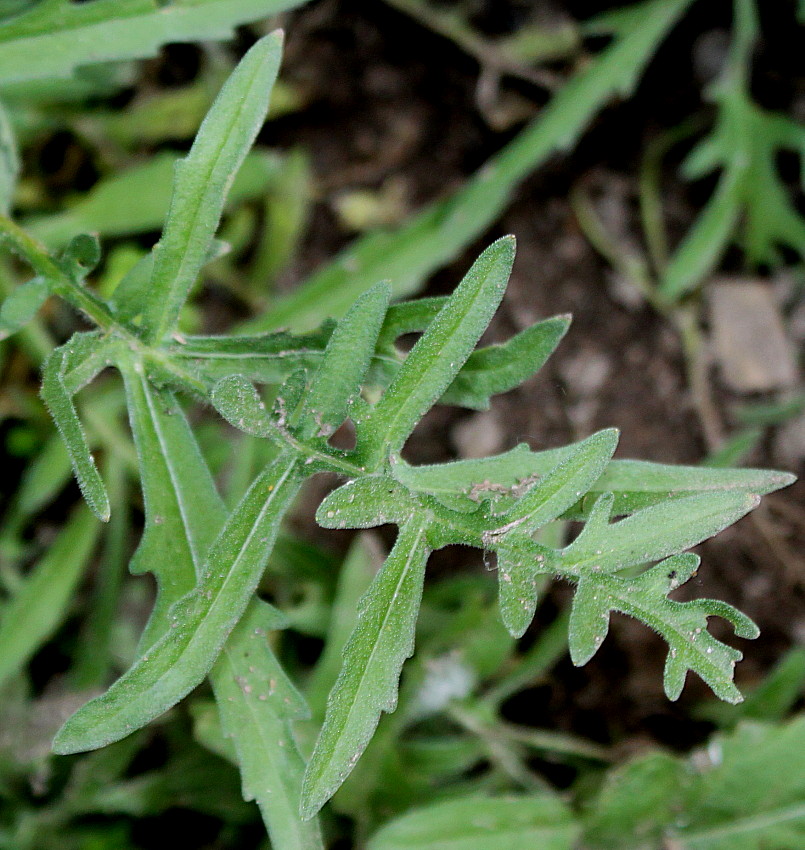 Image of Centaurea scabiosa specimen.