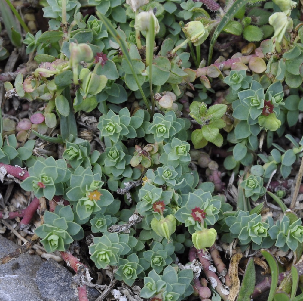 Изображение особи Euphorbia herniariifolia.