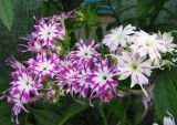 Phlox drummondii. Соцветия. Иркутская обл., г. Бодайбо, правый борт долины р. Витим, в культуре. 23.07.2008.