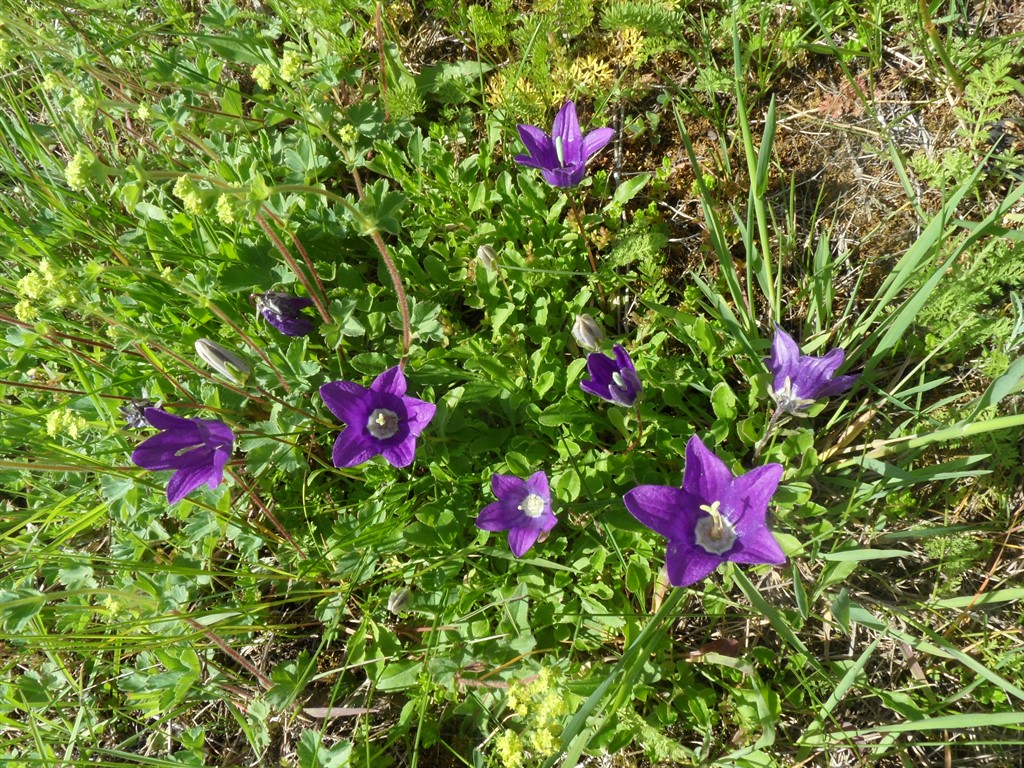 Изображение особи Campanula aucheri.