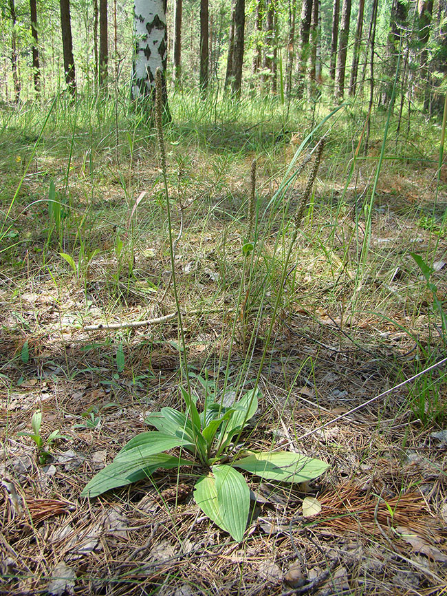 Изображение особи Plantago media.