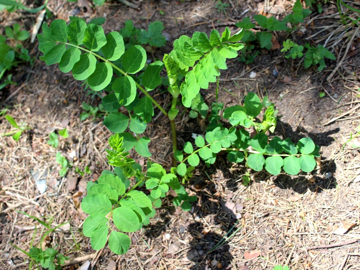 Изображение особи Astragalus glycyphyllos.