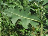 Lactuca serriola