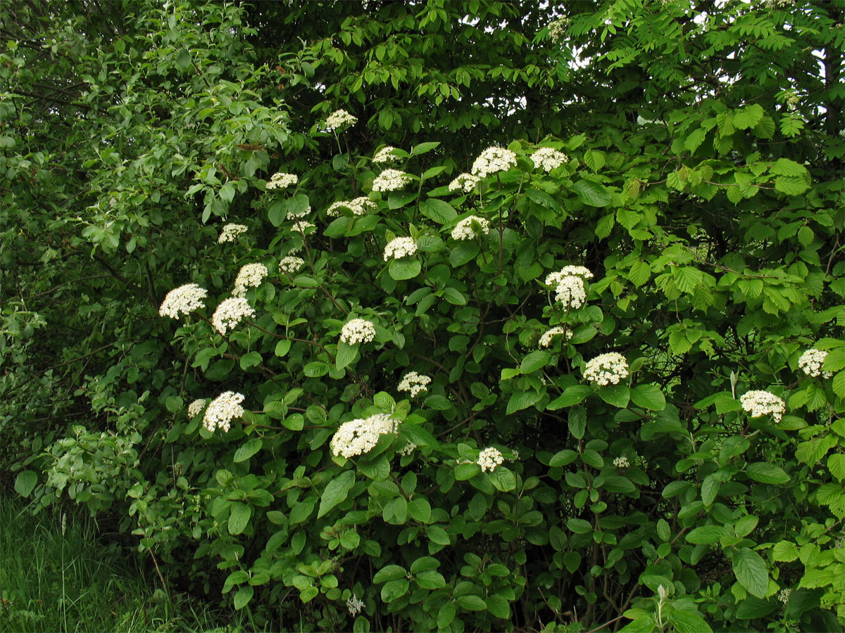 Изображение особи Viburnum lantana.