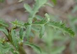 Verbascum roripifolium