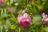 Rosa glabrifolia