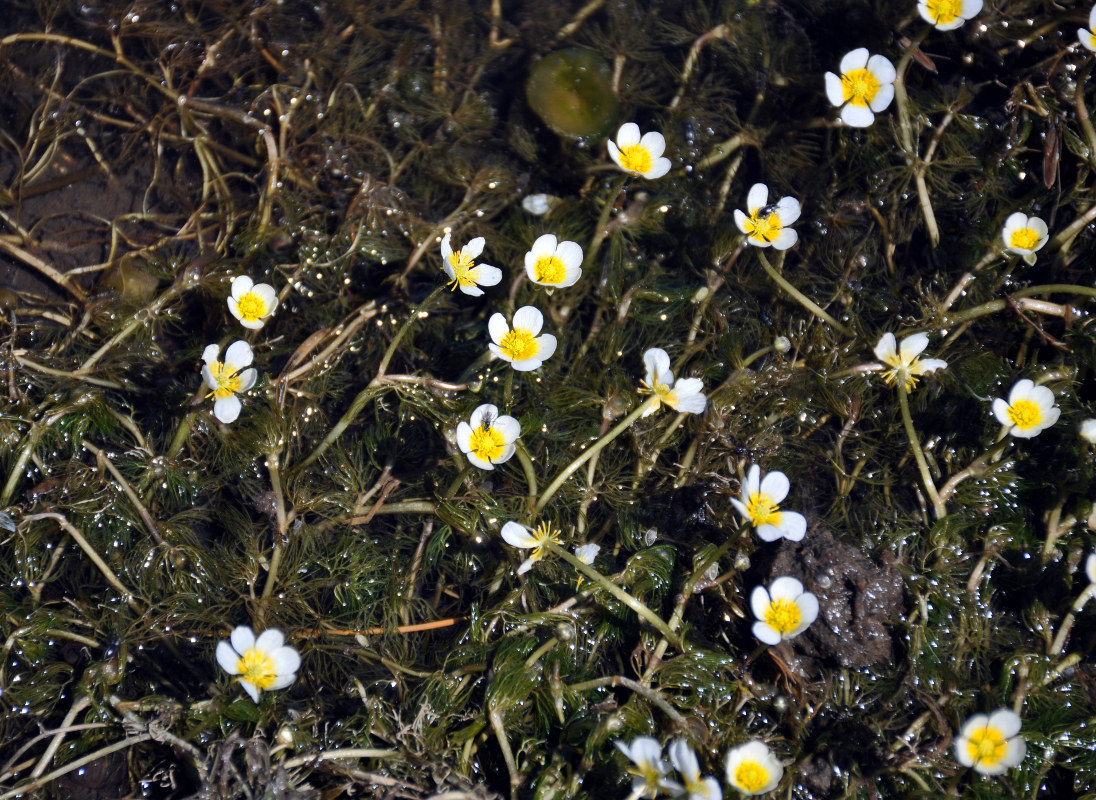 Изображение особи Ranunculus subrigidus.