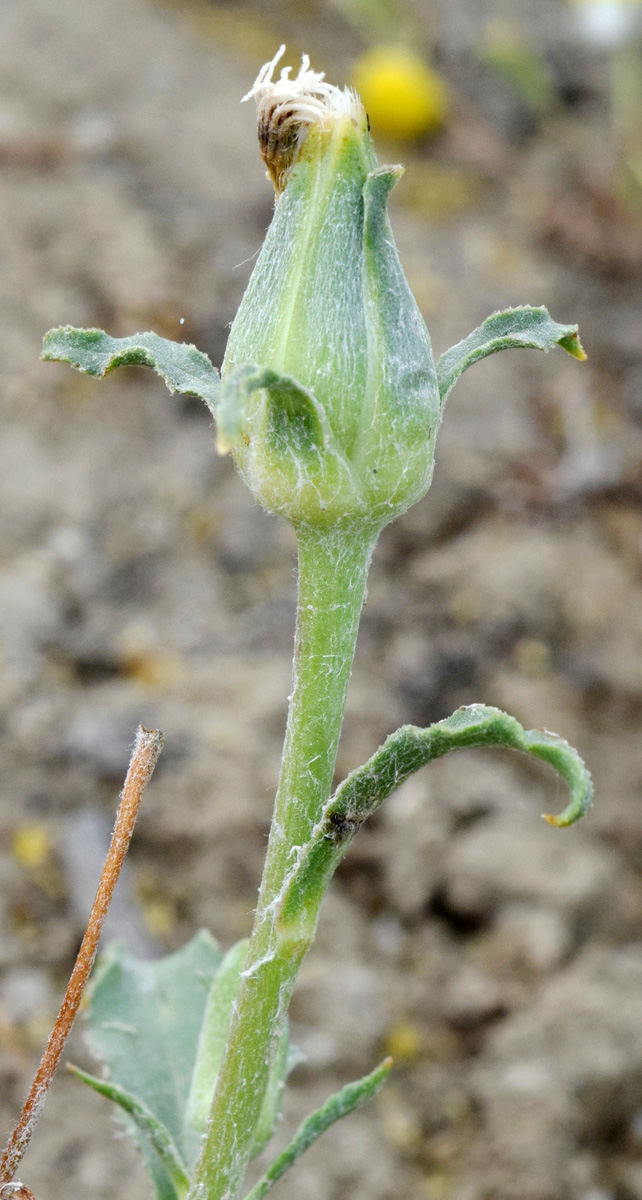 Изображение особи Epilasia hemilasia.