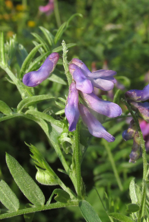 Изображение особи Vicia cracca.