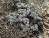 Artemisia caucasica. Вегетирующее растение в сообществе высохших и плодоносящих побегов Caryophyllaceae. Крым, Черноморский р-н, окр. пос. Оленевка, урочище Атлеш, щебнистый склон. 18.07.2017.